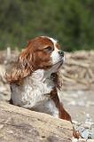 CAVALIER KING CHARLES 195